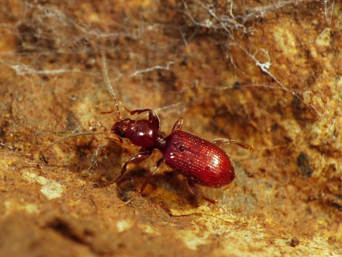 Apotomus rufus (Carabidae)